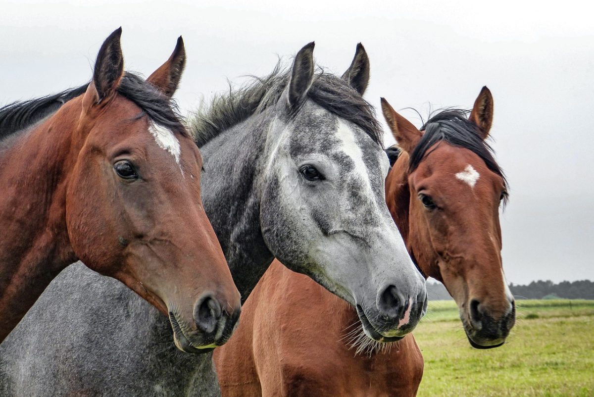 Assurance chevaux